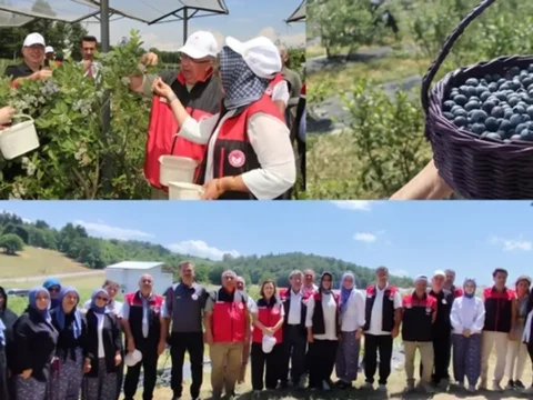 Bursada organik maviyemis uretimi yayginlasiyor 1T6tBXfi